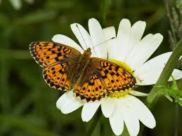 Attēlu rezultāti vaicājumam “Brenthis ino”