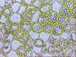 Attēlu rezultāti vaicājumam “Jungermannia hyalina cells”