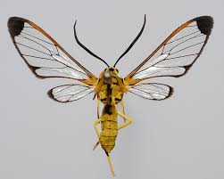 Attēlu rezultāti vaicājumam “Arctiidae”