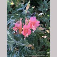 Attēlu rezultāti vaicājumam “Epilobium roseum flower”