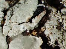 Attēlu rezultāti vaicājumam “Parmelia serrana”