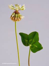 Attēlu rezultāti vaicājumam “Trifolium repens fruit”