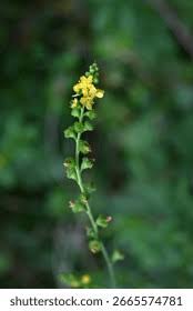 Attēlu rezultāti vaicājumam “Agrimonia pilosa flower”