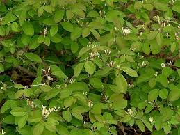 Attēlu rezultāti vaicājumam “Lonicera xylosteum fruit”