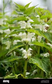 Attēlu rezultāti vaicājumam “Lamium album flower”