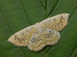 Attēlu rezultāti vaicājumam “Cyclophora annularia”