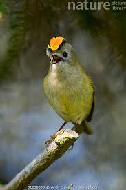 Attēlu rezultāti vaicājumam “Regulus regulus”