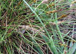 Attēlu rezultāti vaicājumam “Carex pulicaris”