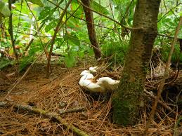 Attēlu rezultāti vaicājumam “Heterobasidion annosum”