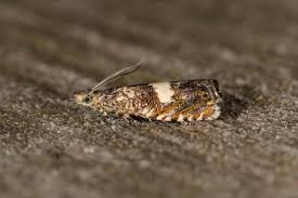 Attēlu rezultāti vaicājumam “Dichrorampha simpliciana”