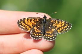 Attēlu rezultāti vaicājumam “Melitaea diamina upperside”