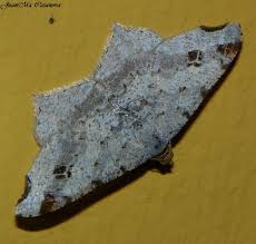 Attēlu rezultāti vaicājumam “Macaria alternata”