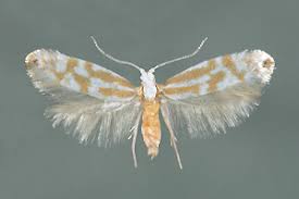 Attēlu rezultāti vaicājumam “Argyresthiidae”