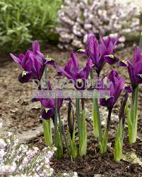 Attēlu rezultāti vaicājumam “Iris reticulata”
