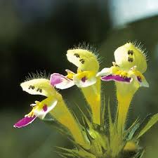Attēlu rezultāti vaicājumam “Galeopsis speciosa flower”
