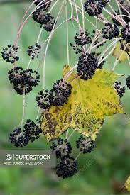 Attēlu rezultāti vaicājumam “Kalopanax septemlobus fruit”