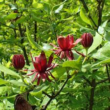 Attēlu rezultāti vaicājumam “Calycanthus floridus”