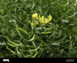 Attēlu rezultāti vaicājumam “Sinapis alba fruit”