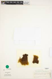 Attēlu rezultāti vaicājumam “Dicranodontium denudatum”