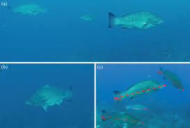 Image result for Mycteroperca olfax