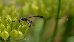 Attēlu rezultāti vaicājumam “Gasteruption jaculator”