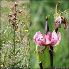 Attēlu rezultāti vaicājumam “Lilium martagon fruit”