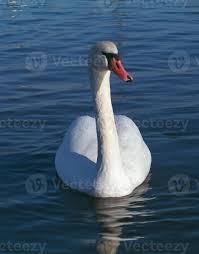 Attēlu rezultāti vaicājumam “Cygnus olor adult”