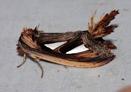 Attēlu rezultāti vaicājumam “Notodontidae”