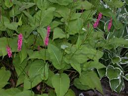 Attēlu rezultāti vaicājumam “Polygonaceae”
