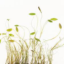 Attēlu rezultāti vaicājumam “Potamogeton natans”