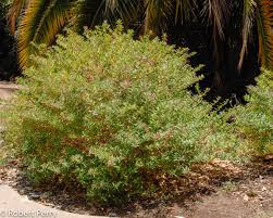 Image result for Cuphea ignea