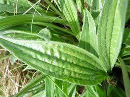 Attēlu rezultāti vaicājumam “Plantago lanceolata leaf”
