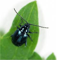 Attēlu rezultāti vaicājumam “Alticinae”