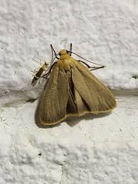 Attēlu rezultāti vaicājumam “Eilema depressa imago”