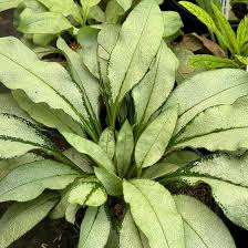 Attēlu rezultāti vaicājumam “Pulmonaria saccharata leaf”