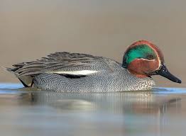 Attēlu rezultāti vaicājumam “Anas crecca”