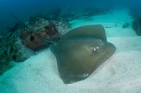 Image result for Bathytoshia centroura