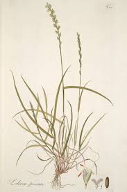 Attēlu rezultāti vaicājumam “Lolium perenne”