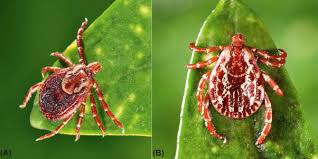 Attēlu rezultāti vaicājumam “Dermacentor reticulatus female”