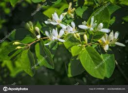Attēlu rezultāti vaicājumam “Frangula alnus flower”