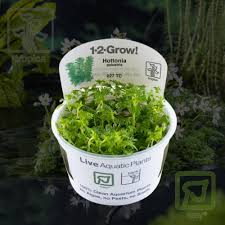 Attēlu rezultāti vaicājumam “Hottonia palustris leaf”