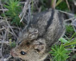 Attēlu rezultāti vaicājumam “Sicista betulina”