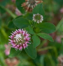 Attēlu rezultāti vaicājumam “Trifolium hybridum flower”