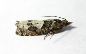 Attēlu rezultāti vaicājumam “Epinotia trigonella”