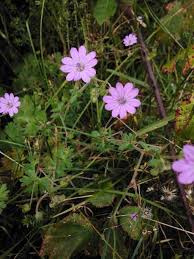 Attēlu rezultāti vaicājumam “Geranium pyrenaicum flower”