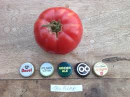 Afbeeldingsresultaat voor 1884 purple tomato