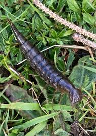 Attēlu rezultāti vaicājumam “Dytiscus sp. larva”