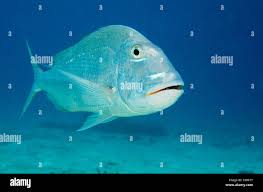 Image result for Calamus bajonado