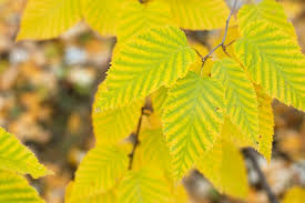 Attēlu rezultāti vaicājumam “Betula alleghaniensis”