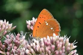 Attēlu rezultāti vaicājumam “Lycaena virgaureae”